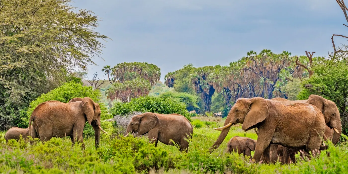 Samburu National Reserve