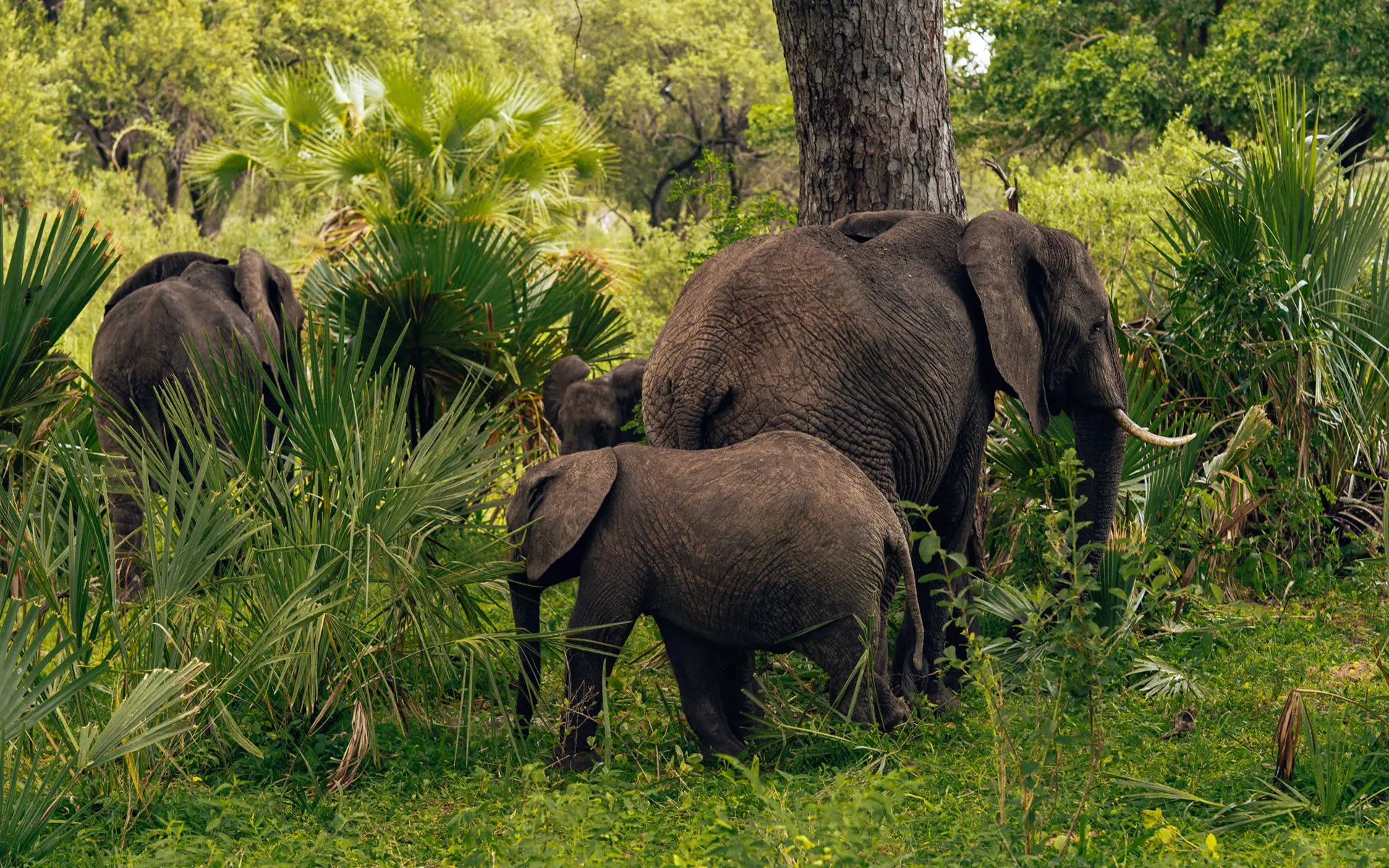 Semuliki National Park