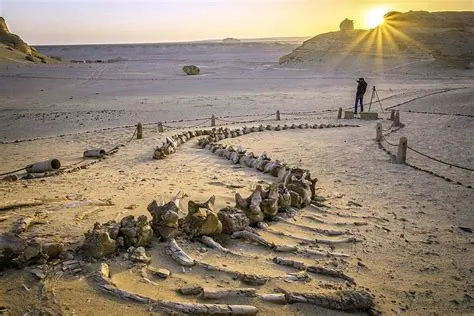Wadi Al Hitan National Park