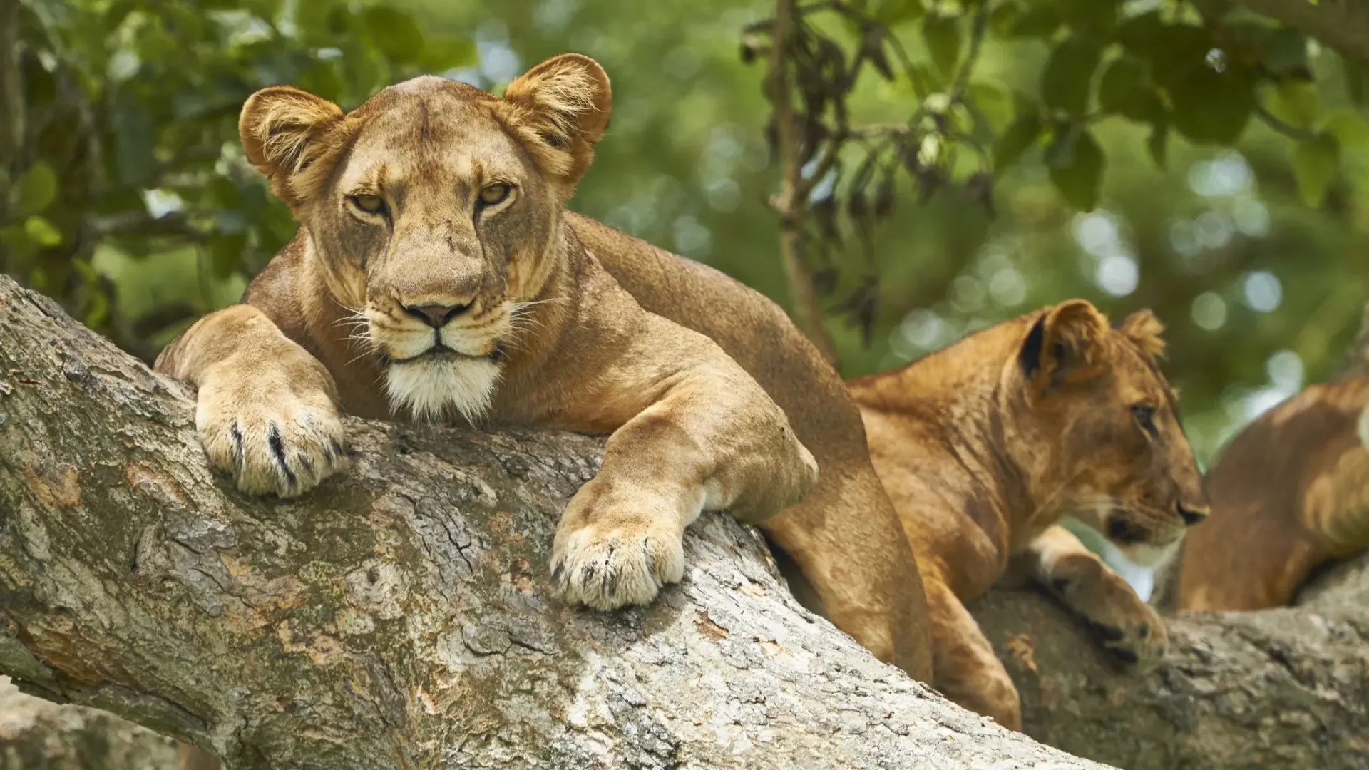 Queen Elizabeth National Park