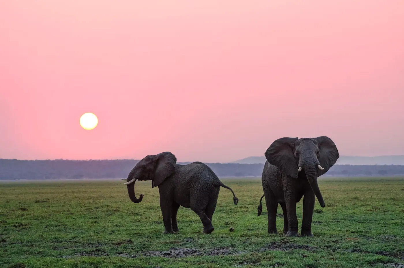1 Day Wildlife Safari Tour in Etosha