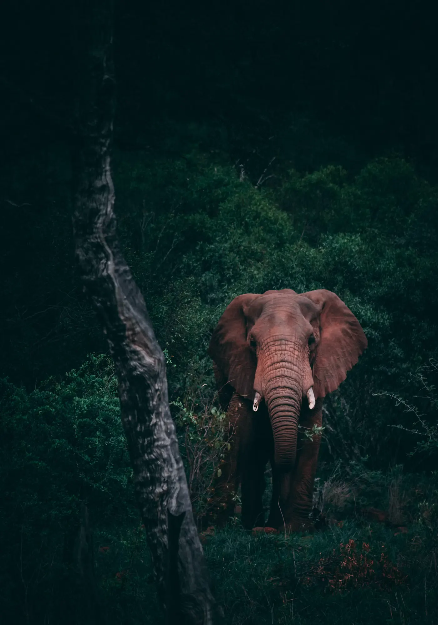 10 Day Namibia Wildlife Safari Experience
