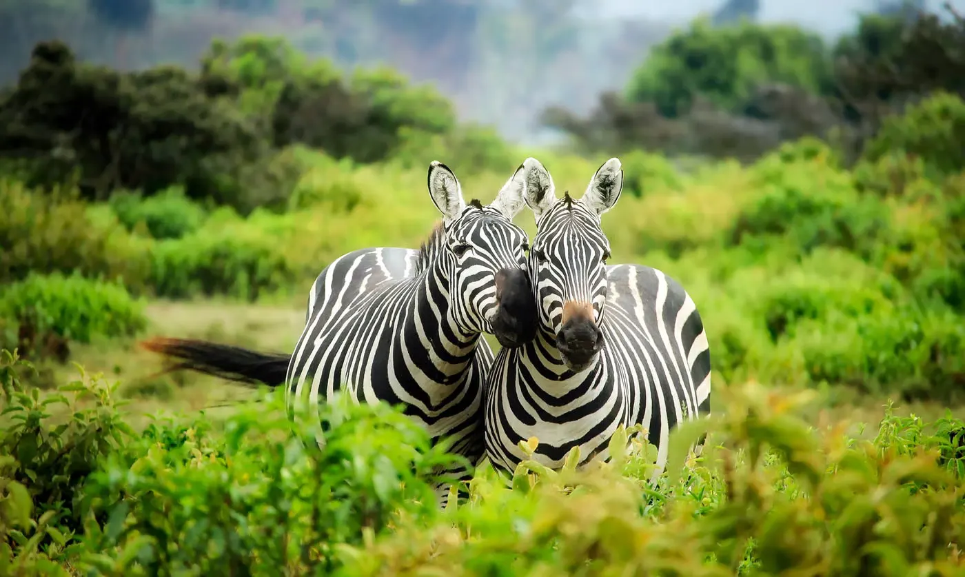4 Day Luxury Gorilla Trekking in Virunga