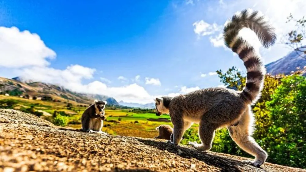 8 Day Madagascar Classic Wildlife Safari