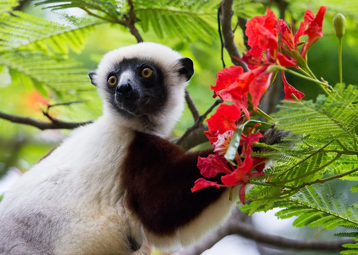 8 Day Wildlife Safari Tour  in Madagascar