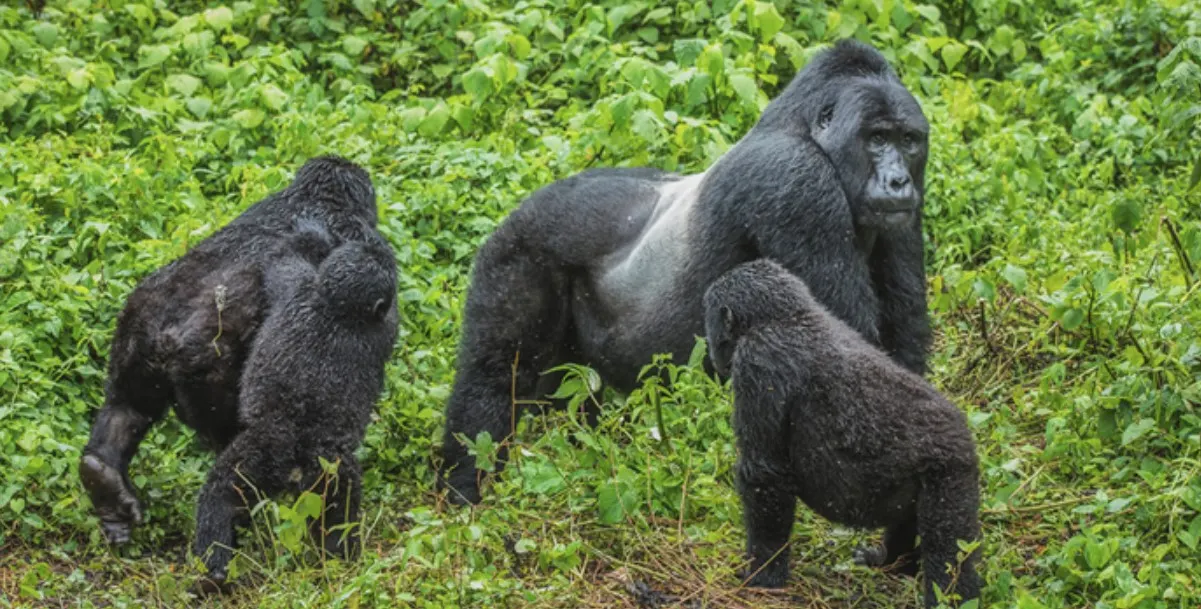 2 Day Gorilla Trekking in Mgahinga Gorilla