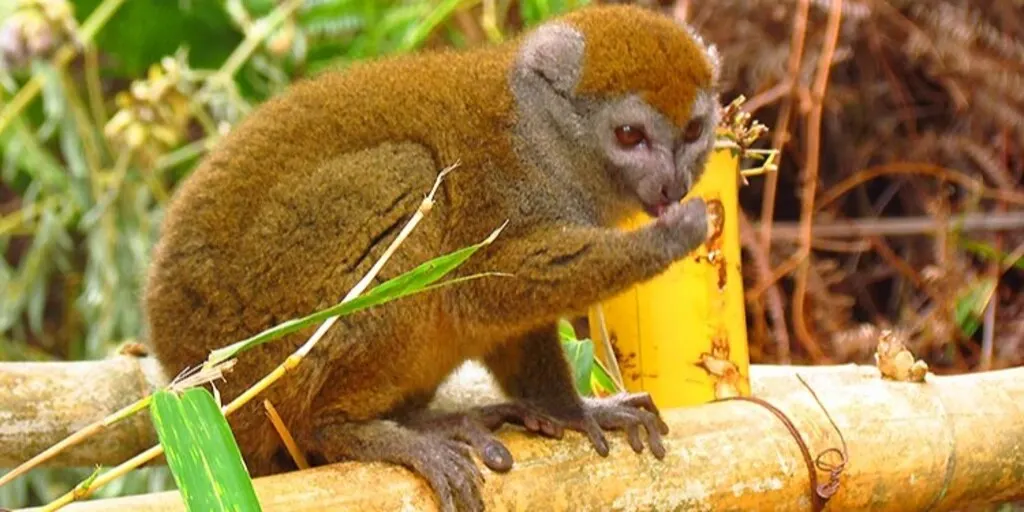 8 Day Wildlife Safari Tour in Ranomafana