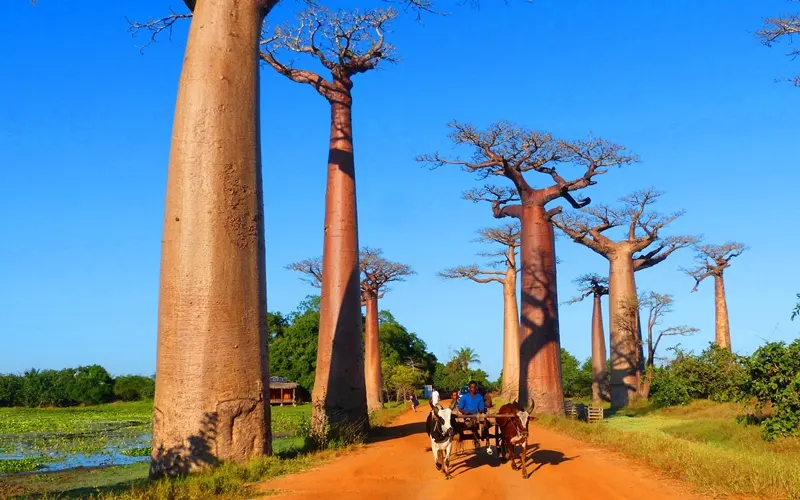 8 Day Classic Wildlife Safari in Avenue of the Baobabs