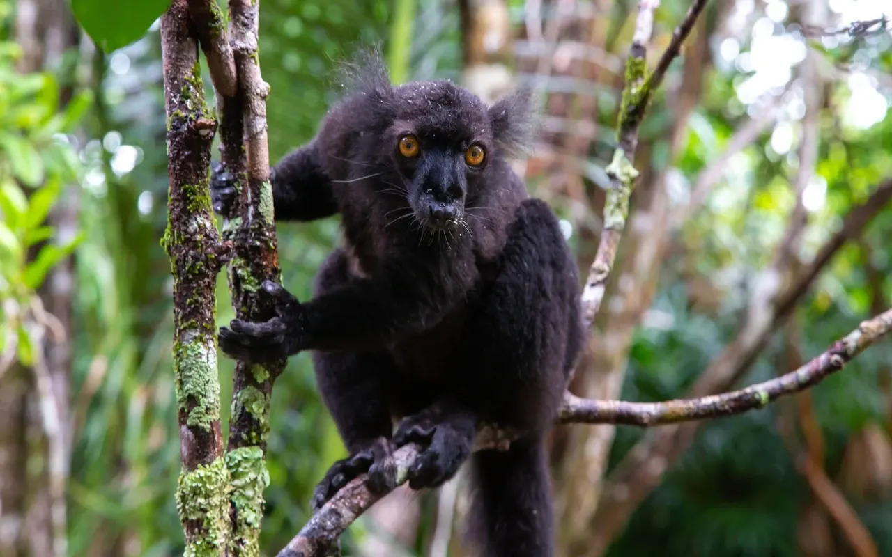7 Day Classic Wildlife Safari Tour in Nosy Be