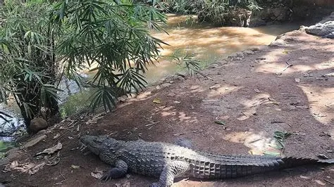 7 Day Wildlife Safari Package in Isalo