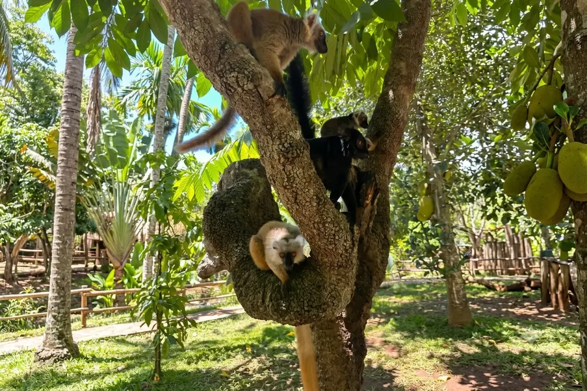 7 Day Wildlife Safari Package in Isalo Safari in Madagascar
