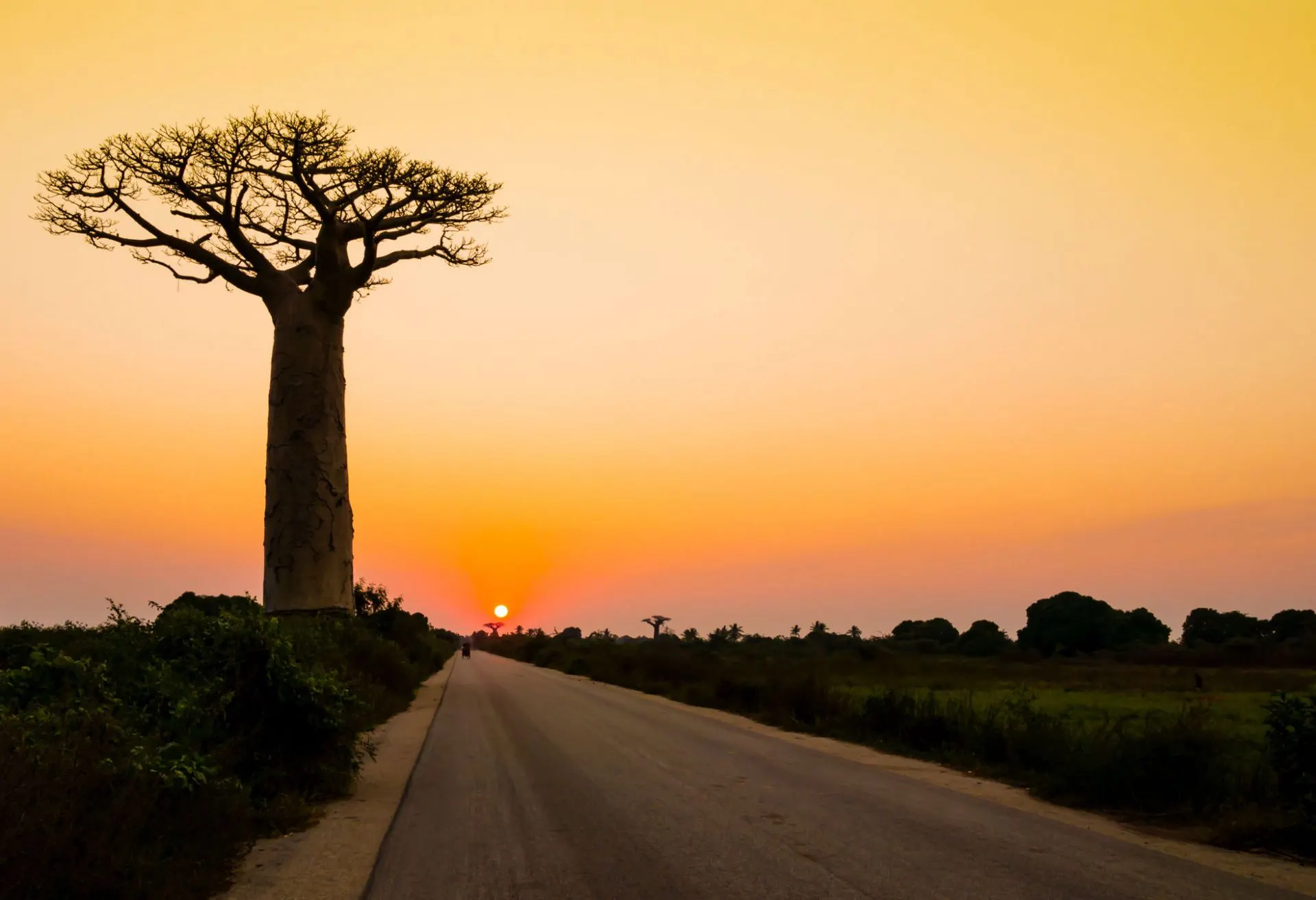 7 Day Classic Wildlife Safari in Nosy Be in Avenue of the Baobabs