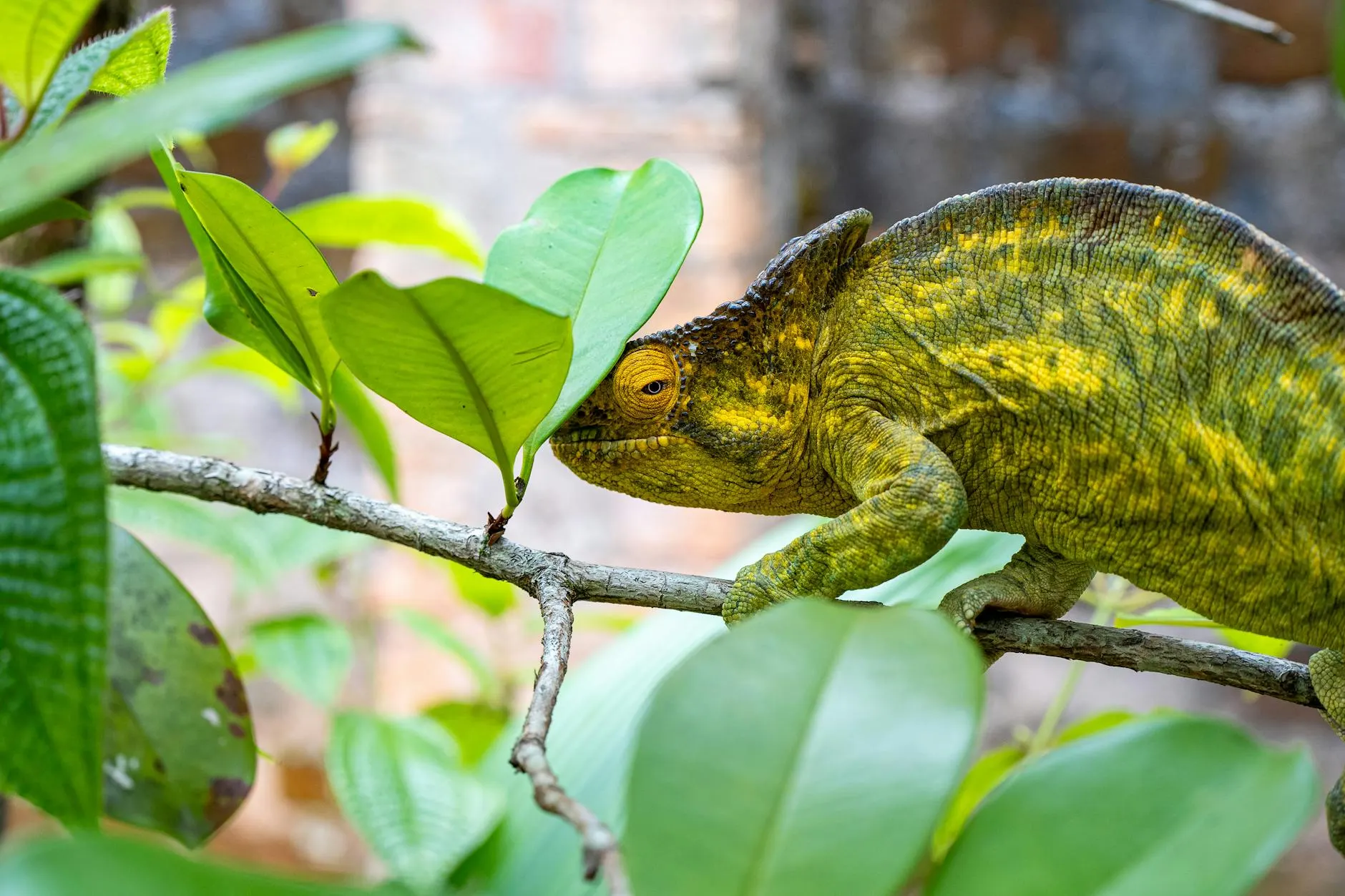6 Day Best Wildlife Safari Tour in Ranomafana