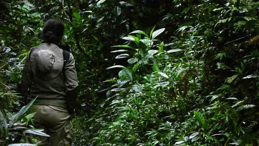 6 Day Madagascar Wildlife Safari Tour