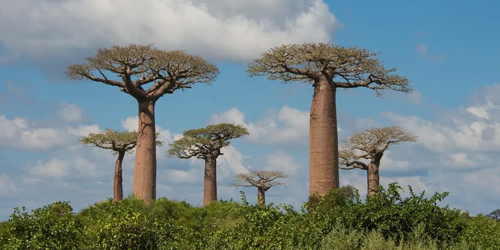 6 Day Classic Wildlife Safari Tour in Avenue of the Baobabs