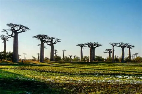 6 Day Classic Wildlife Safari in Nosy Be in Avenue of the Baobabs