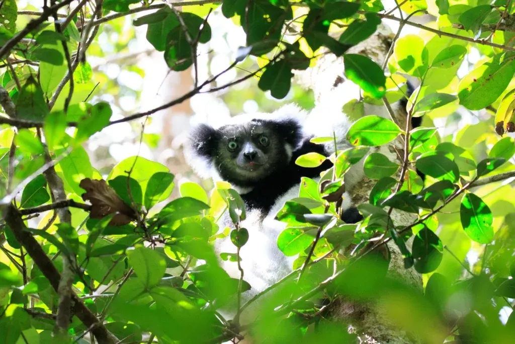 8 Day Wildlife Safari in Nosy Be Safari in Madagascar