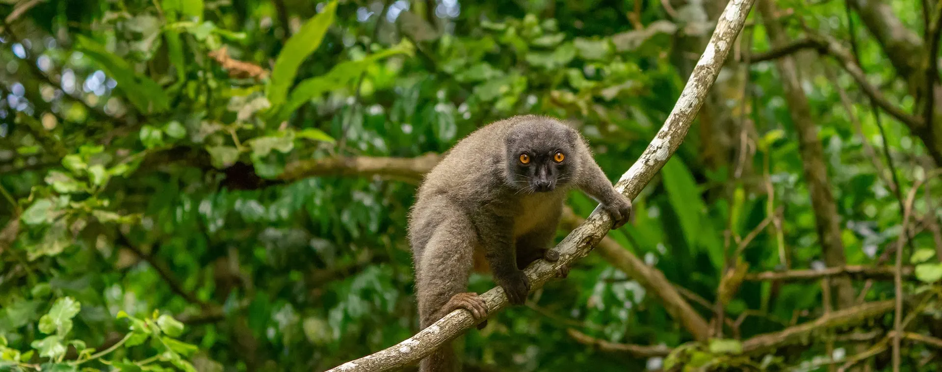 7 Day Wildlife Safari Experience in Andasibe-Mantadia